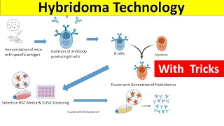 Hybridoma Technology | Hybridoma Technology for Monoclonal Antibody Production |