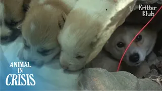 Mother Dog Fallen Into Snare Gave Birth Under Stone Grave Because.. | Animal in Crisis EP264