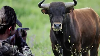 A decisive confrontation between the hunter (cow, water buffalo, bison, wild boar, bear) Part 2