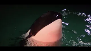 Orca: The Killer Whale (1977) Orca Attacks