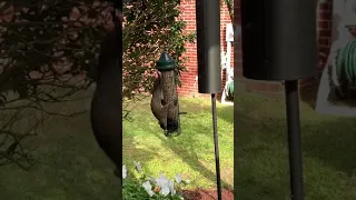 Brome squirrel proof feeder in action