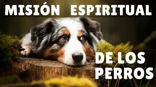 Misión Espiritual de los perros