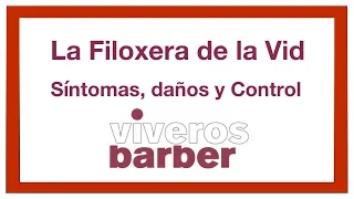 Filoxera de la Vid: Historia, Síntomas, daños y Prevención. ✅