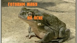 готовим речную лягушку, на сале.