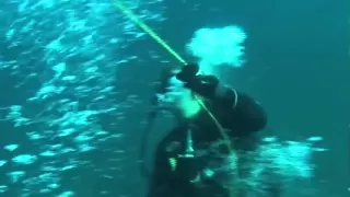 Акула растерзала дайвера, пытавшегося ее спасти