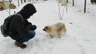 Лисы из Новолисья. Енотовидные собаки проснулись и принимают гостей.