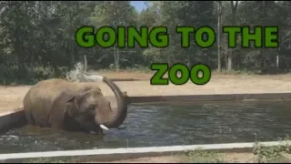 [IRL] Stream Highlights #2 - Going to the Zoo