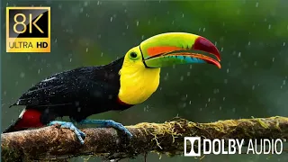 Most beautiful birds in the world 8k ultra 120fps HDR Video