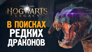 ДРАКОНЫ И БРАКОНЬЕРЫ - HOGWARTS LEGACY #12