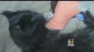 Cat Shot, Killed By Arrow In Westford