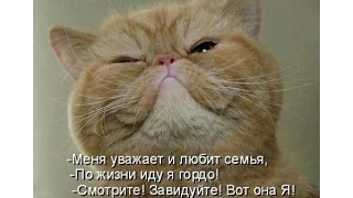 Смешные коты поднимут вам настроение ))) Забавные животные!