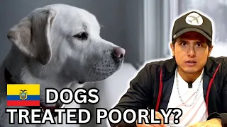 How Are Dogs Treated In Ecuador? | Reaction to ​⁠@Alvey_en_Ecuador