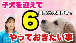 【子犬の育て方】子犬を迎えて6〜8週にやりたいこと ドッグトレーナーが解説します！