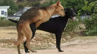 Thai street Dogs meeting Enjoy a season by rural dog