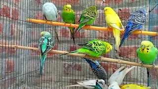 budgie sounds