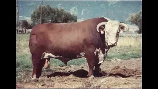 Hereford bulls stout and thick