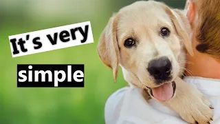 11 Simple Things That Make Dog Happy