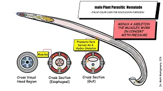 An Introduction to Plant Parasitic Nematodes
