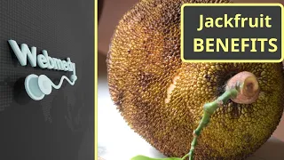 Jackfruit - Top 8 Health Benefits of Jackfruit