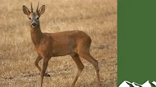 Bring roe deer close with a squeak