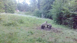 Na Kysuciach - Medveď, Rys, Diviak