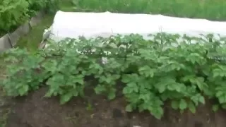 Картофель отцветает  Картофель в сдвоенных ( спаренных ) рядах после второго окучивания