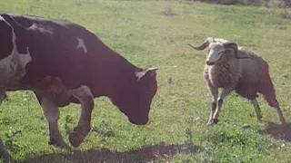 Crazy Sheep Terrorizing Bull