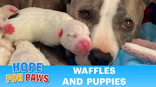 Pregnant homeless Pit Bull goes into labor FAST!  Happy Mother's Day!!! ❤️❤️❤️ #puppy