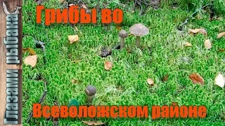 Грибы во Всеволожском районе. Собираю грибы в Ленинградской области.