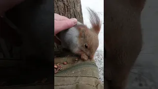 Хорошенькая белочка / Pretty squirrel