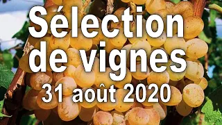 Vignes, Sélection des vignes serre n°1