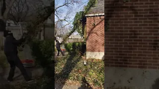 Pulling off English Ivy from house part 1