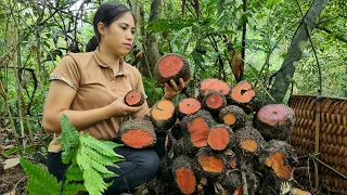Harvesting Brown Tubers in the Forest, Cucumbers in the Garden Goes to Market sell | Tran Thi Huong