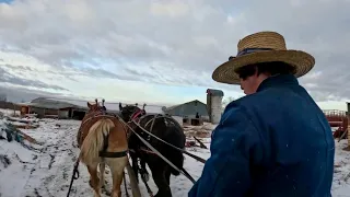 Our Amish Hired Man is Giving Ken & Lady some Exercise!! // Cellulitis in Draft Horses  #590