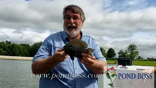 Hybrid Sunfish: Pond Boss vignettes