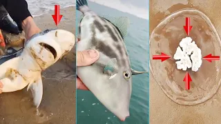 Catching Seafood 🦑🦀 Deep Sea Octopus (Catch Crab, Catch Fish,Catch Shark) - Tik Tok #4