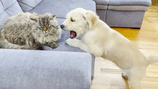 Golden Retriever Puppy Attacks Giant Cat [Try Not To Laugh]