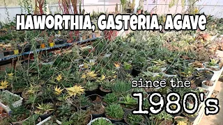 Greenhouse Tour: Haworthia, Gasteria and Agave Collections since 1980's Part 2