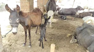 Donkey meeting with girl amazing village video