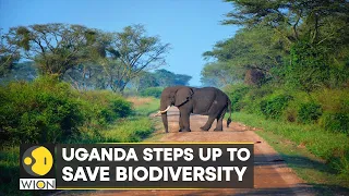 WION Climate Tracker | Uganda Wildlife authority deploys ways to tackle poachers