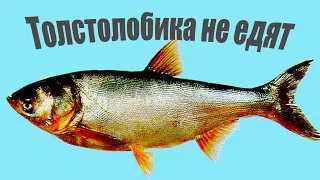 Почему Толстолобик у нас вкусный, а другие считают сорным и не едят?