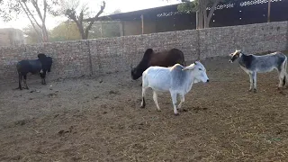 tow bull v/s tow cow full sex k liy fight video animals lovers Rajasthan