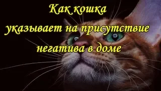 КАК КОШКА УКАЗЫВАЕТ НА ПРИСУТСТВИЕ НЕГАТИВА В ДОМЕ   The cat and the evil spirit