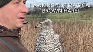 Falconry; hawking the mythical and magical brown hare with goshawks, Harris’ hawk and golden eagle!