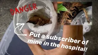 UNBOXING one of the MOST DANGEROUS TARANTULAs in the world (it is) !!! ~ [Tarantula Unboxing]