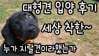 래브라도 리트리버 폭풍 성장기, 생후 6주때 입양, 3개월까지 성장과정. Black Labrador Retriever puppy, black lab growing up. Petco