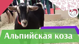 Альпийская коза на ilikepet. Особенности породы, уход