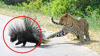 30 Most Insane Animal Fights Caught on Camera