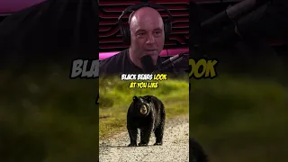 Difference Between Grizzly Bears And Black Bears