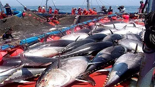 Everyone should watch this Fishermen's video - Catch Hundreds Tons of Giant Bluefin Tuna Fish